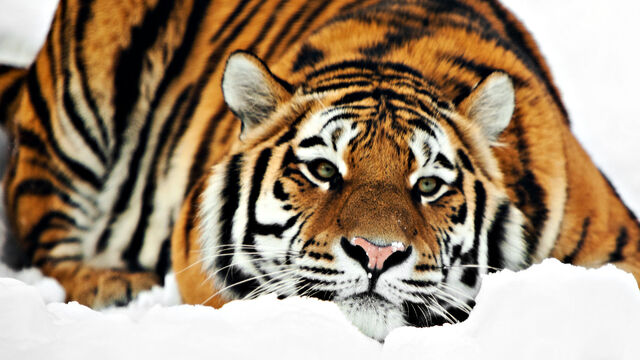 Archivo:Tigre hielo.jpg