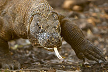 Komodo Dragon AdF.jpg