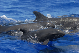 Orca falsa 8.png