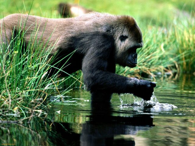 Archivo:Gorilla gorilla agua.jpeg