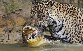Jaguar cocodrilo.jpg