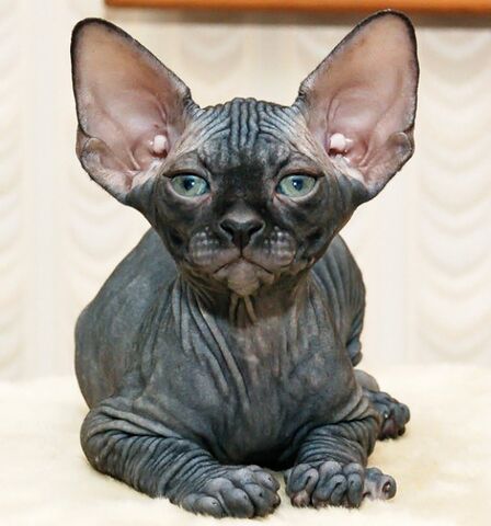 Archivo:Sphynx cat.jpg