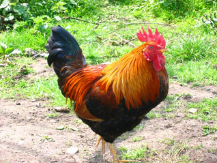 Gallo.png