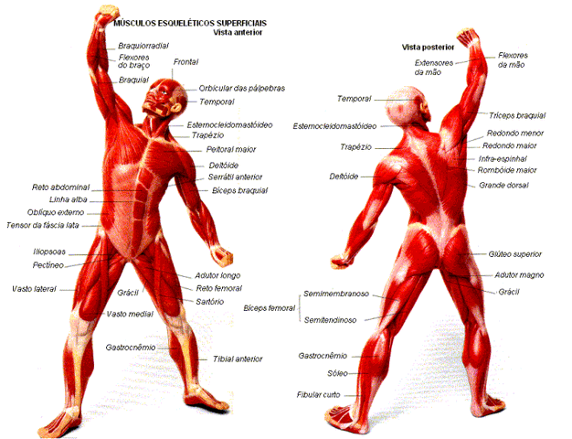 Archivo:MUSCULOs.gif