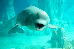Beluga.png