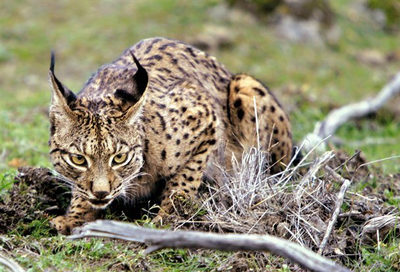 Lince iberico.png