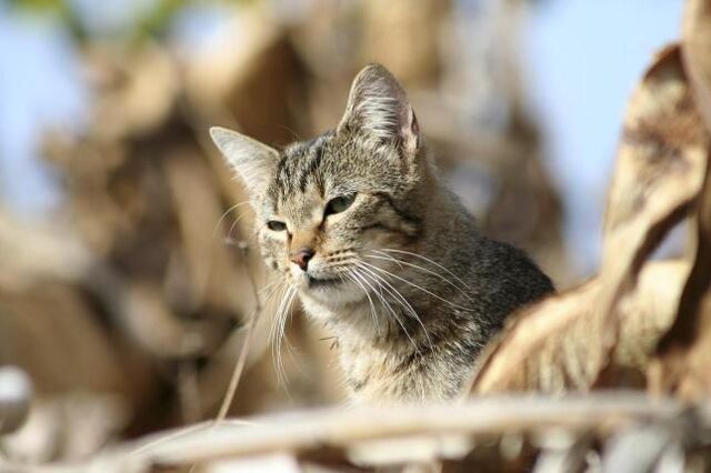 Archivo:Gato asilvestrado.jpg