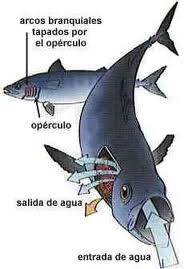 Sistema respiratorio pez