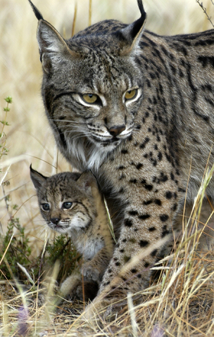 Archivo:Lince iberico 2.png