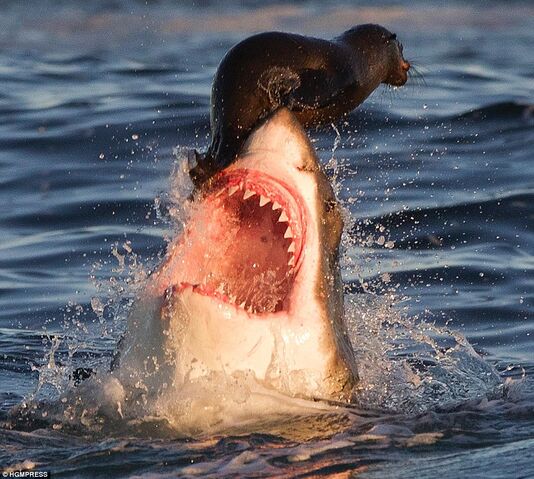 Archivo:Foca tiburon.jpg