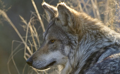 Lobo cabeza.png