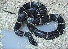 220px-Lampropeltis getula getula.jpg