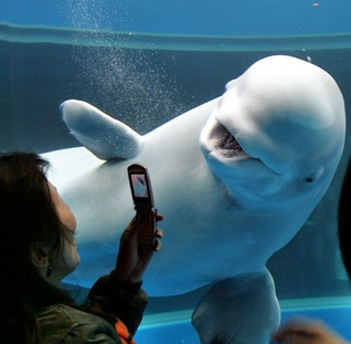 Beluga 5.png