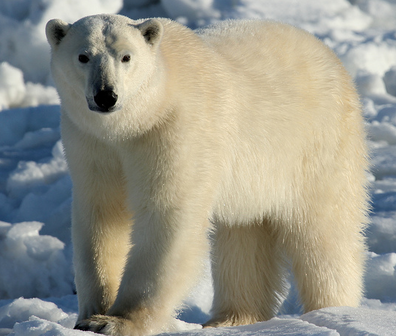 Oso polar 3.png