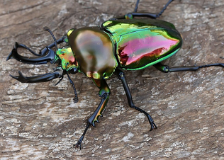 Escarabajo ciervo arcoiris 3.png