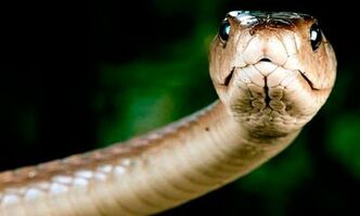 Mamba negra.jpg