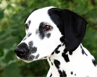 Dalmata 4.png