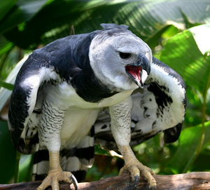 Aguila harpia.png