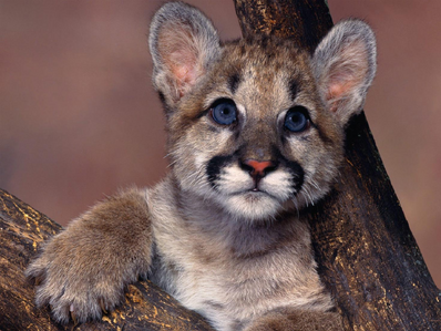 Cria de puma.png