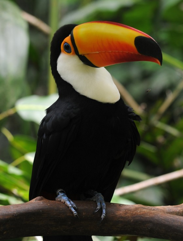 Archivo:Tucan toco wiki.png