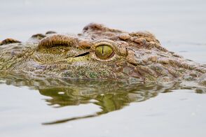 Cocodrilo del nilo2.jpg