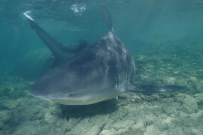Tiburon toro 8.png