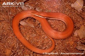 Burtons-legless-lizard.jpg