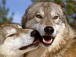 Lobos.jpg