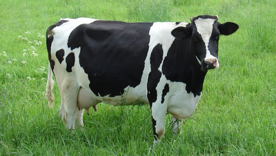 Vaca 10.png