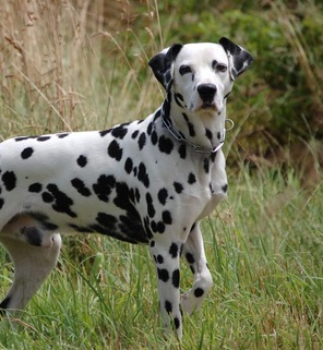 Dalmata.png