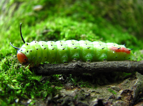 Mariposa rosada del arce 5.png