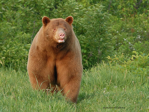 Oso negro 16.png