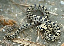 220px-ElapheScalaris-Young-199206-France.jpg