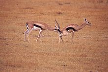 220px-Gazelle Checking Estrus.jpg