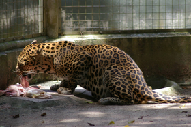 Leopardo de indochina 2.png