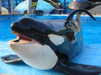 Orca3.jpg