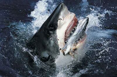 Tiburón blanco comiendo.jpg