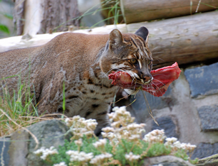 Gato dorado asiatico 1.png