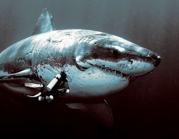 Megalodon 2.png