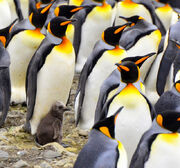 Pinguinos rey.jpg