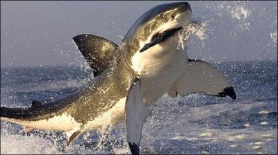 Tiburon blanco cazando.jpg