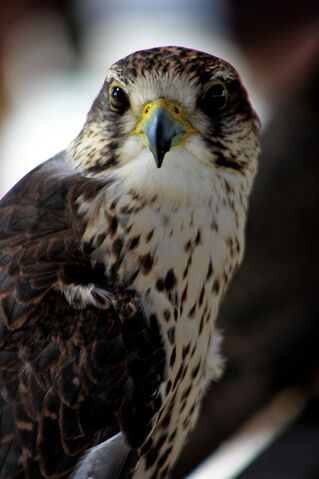 Archivo:Halcon peregrino wiki.jpg