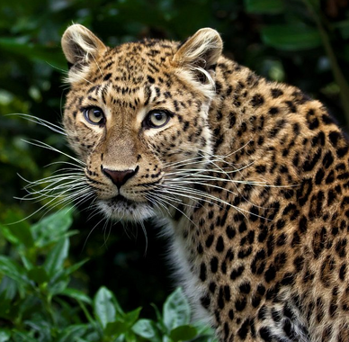 Leopardo chino 7.png