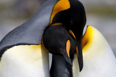 Pinguino rey.jpg