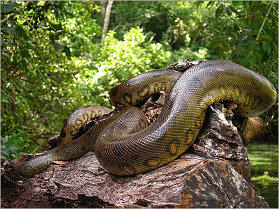 Anaconda verde 2.png