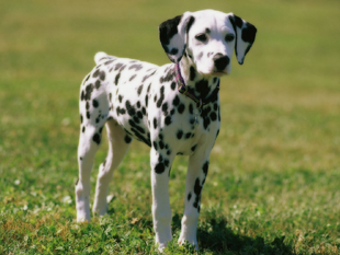 Dalmata 1.png