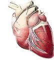 Corazon de perro.jpg
