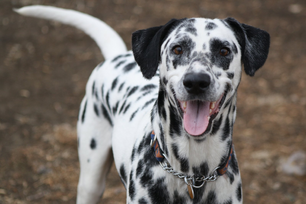 Dalmata 2.png