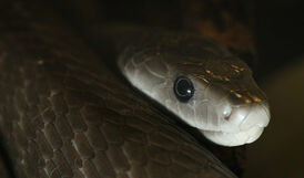 Mamba negra4.jpg