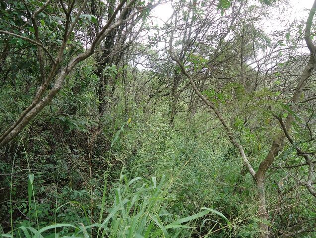 Arquivo:Image005.jpg